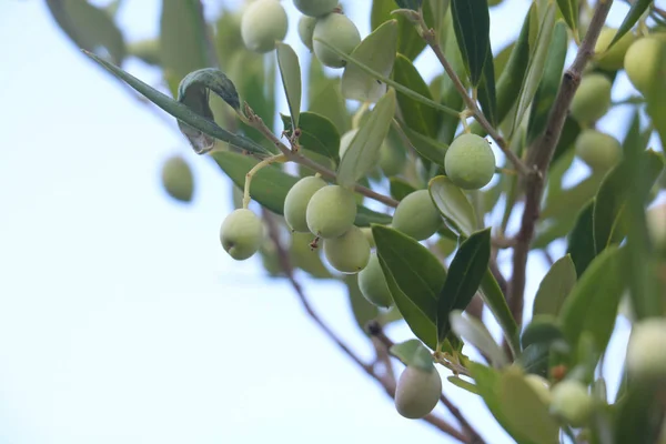 Drzewo oliwne na tle błękitnego nieba — Zdjęcie stockowe