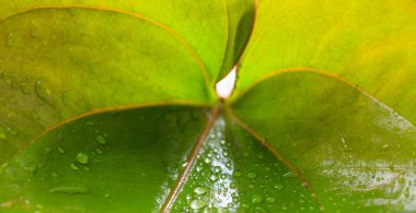 Yaprağın üzerindeki su damlacıkları