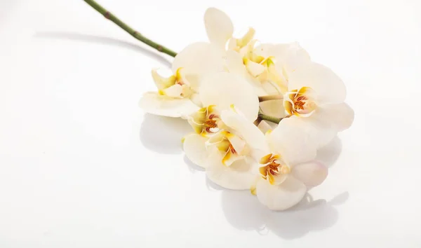 Orquídea branca sobre fundo branco — Fotografia de Stock