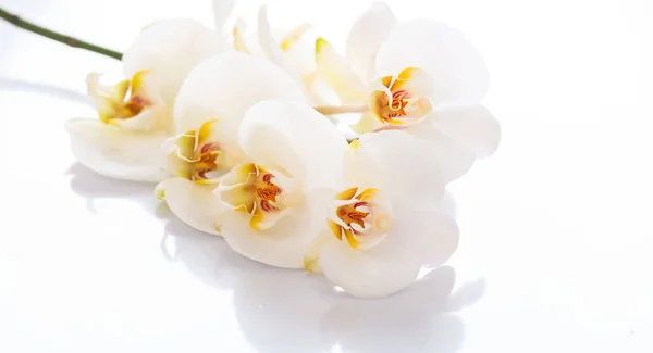 Biała orchidea na białym tle — Zdjęcie stockowe