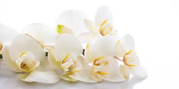 Orquídea branca sobre fundo branco — Fotografia de Stock