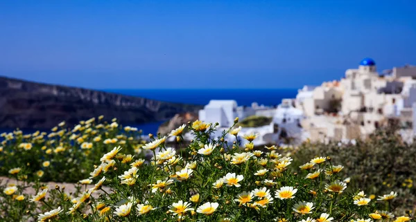 Yellow flowers on the background of Oia village - Santorini, Greece — Stock Photo, Image