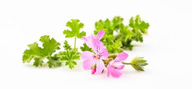 Beyaz arka plan üzerinde citronella dal