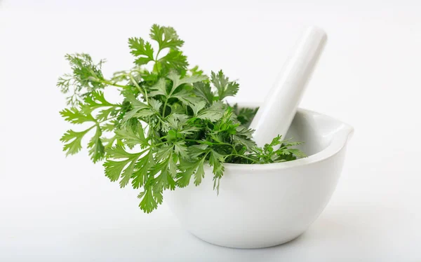 Coriander in a mortar on white background — Stock Photo, Image