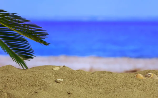 Vacaciones de verano - Playa de arena - espacio para copiar —  Fotos de Stock