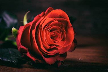 Kırmızı gül koyu arka plan üzerinde kapat