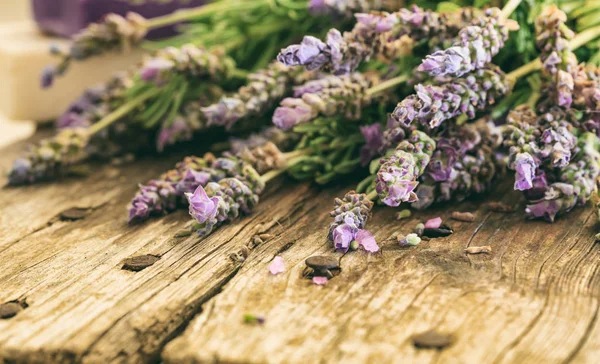 Lavanda fresca e espaço de cópia — Fotografia de Stock