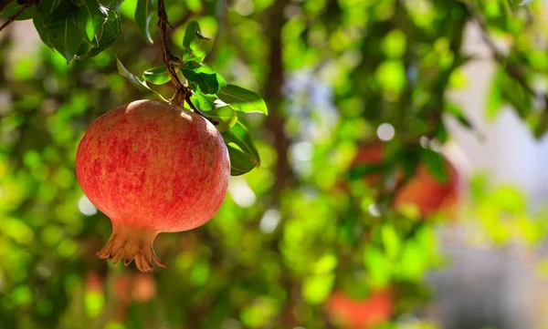 Granada madura en la rama del árbol —  Fotos de Stock