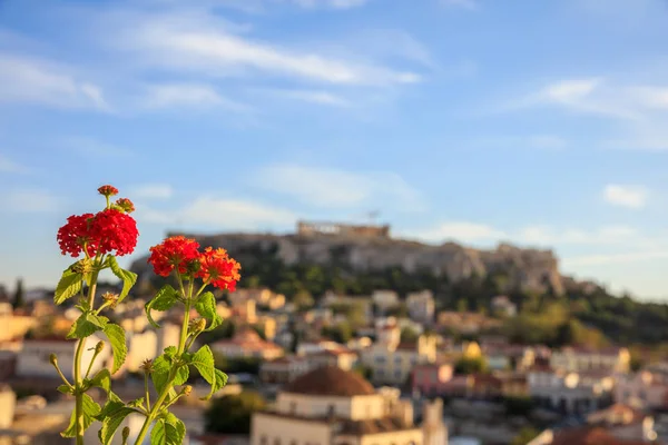 Athen, Griechenland. rote Blume auf Akropolis und Monastiraki abstrakten Hintergrund — Stockfoto