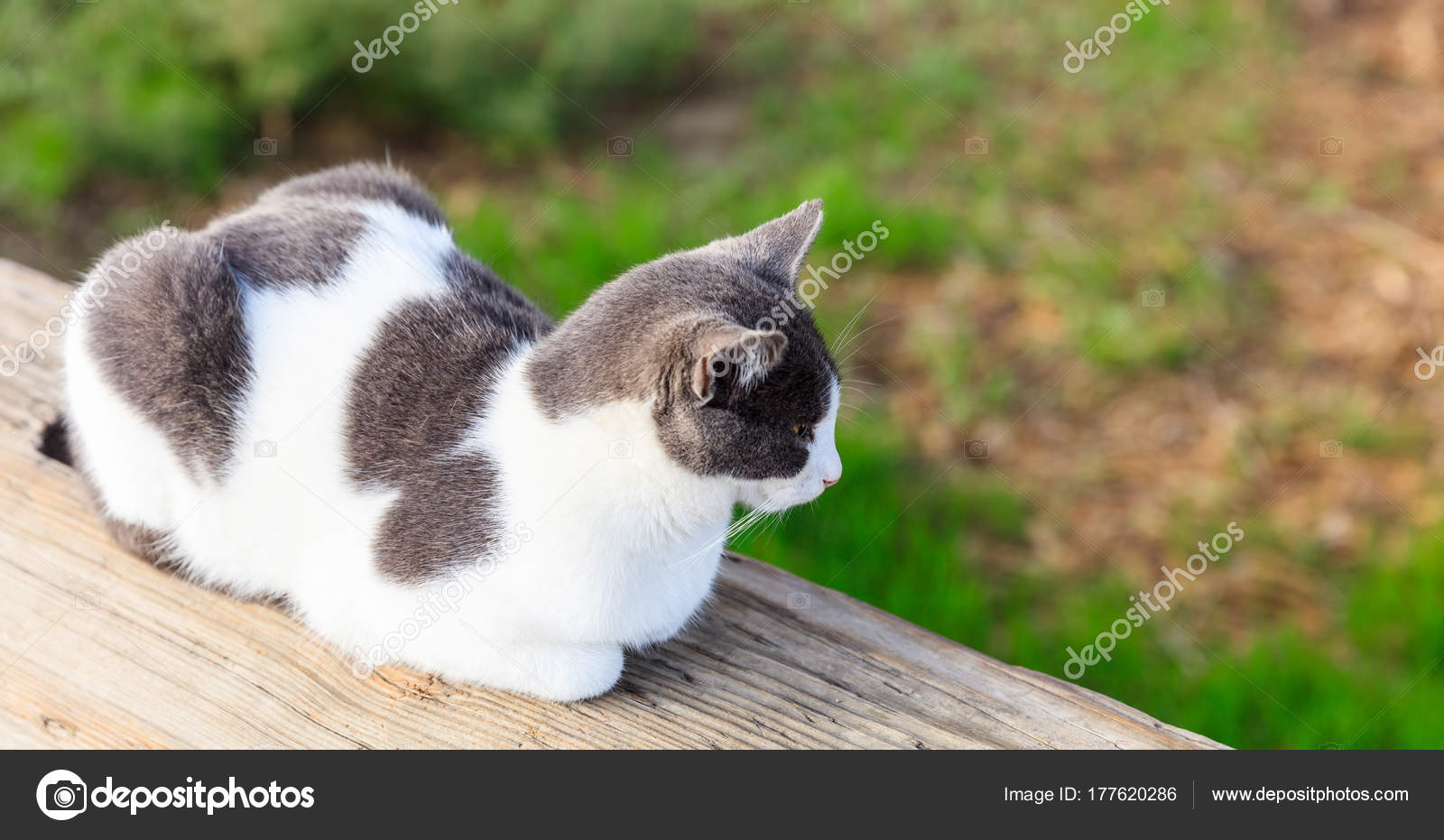 Chat Blanc Et Gris Se Détendre Et Regarder La Nature