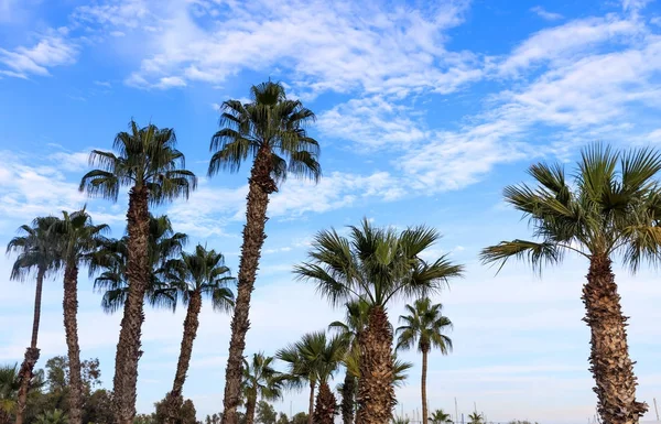 Many palm trees under Cyprus blue sky with few fluffy clouds. — Stock Photo, Image
