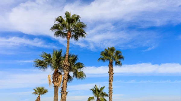 Palmen unter zypriotisch blauem Himmel mit wenigen flauschigen Wolken. — Stockfoto