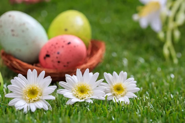 Pasen-concept. Witte madeliefjes op groen gras, wazig Pasen eieren achtergrond. Selectieve aandacht over de bloemen — Stockfoto