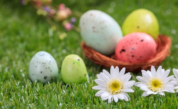 Έννοια του Πάσχα. Λευκές μαργαρίτες για την πράσινη χλόη, θολή φόντο τα αυγά του Πάσχα. Επιλεκτική εστίαση σχετικά με τα λουλούδια — Φωτογραφία Αρχείου