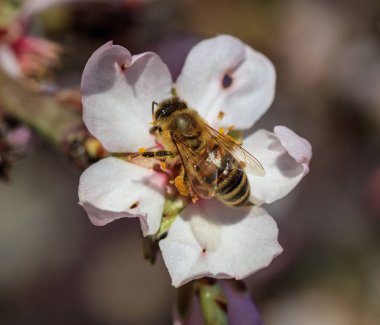 Bahar. Badem ağacı çiçeklerinden ballı arı toplama poleni, bulanıklık arka plan