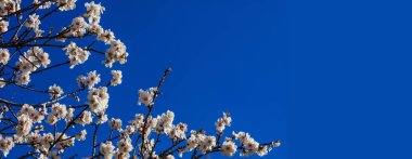 Badem veya elma ağacı mavi gökyüzü arka plan üzerinde baharda çiçeklenme, ayrıntıları ile görünümü kapatın
