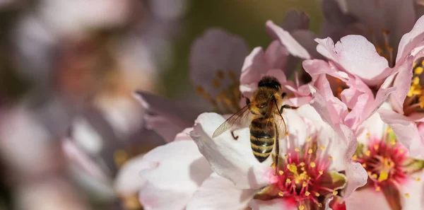 Wiosna. Miód pszczeli zbieranie pyłek z migdałów drzewa kwiatów, rozmycie tła — Zdjęcie stockowe