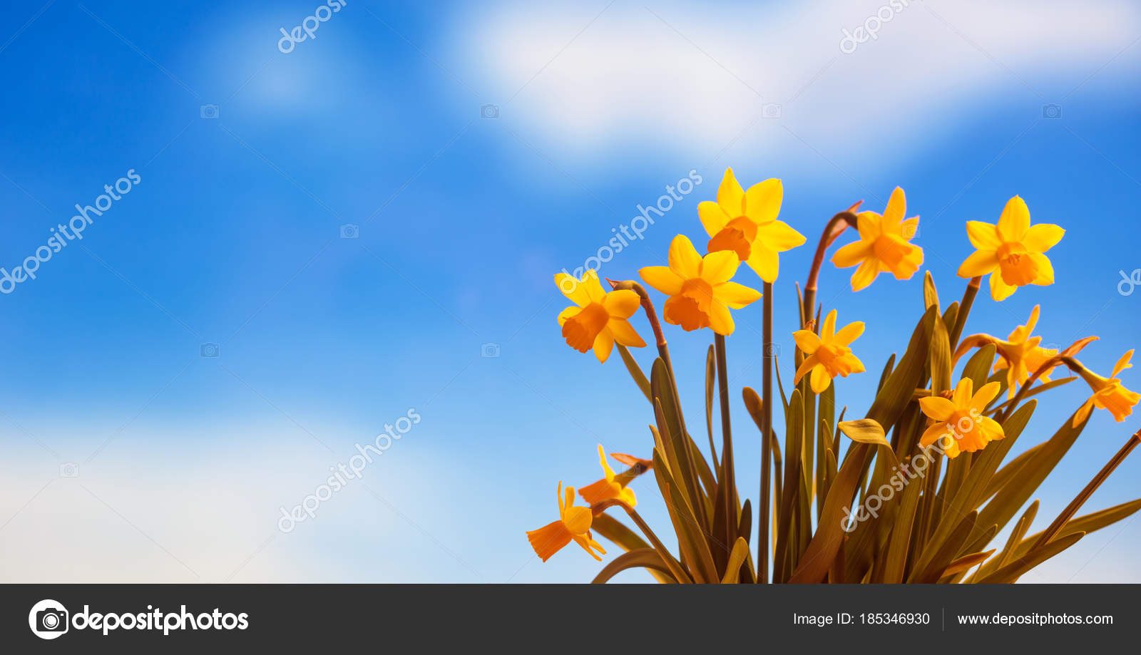 Fleurs Narcisse gros plan, fond bleu ciel, espace de copie, bannière image  libre de droit par gioiak2 © #185346930