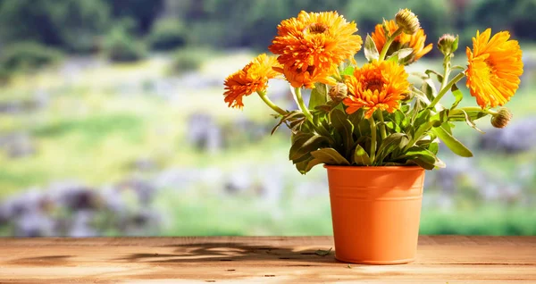 Calendula on wooden table, blur nature background, copy space, banner — Stock Photo, Image