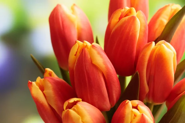 Buquê de tulipas de perto, borrão natureza fundo — Fotografia de Stock