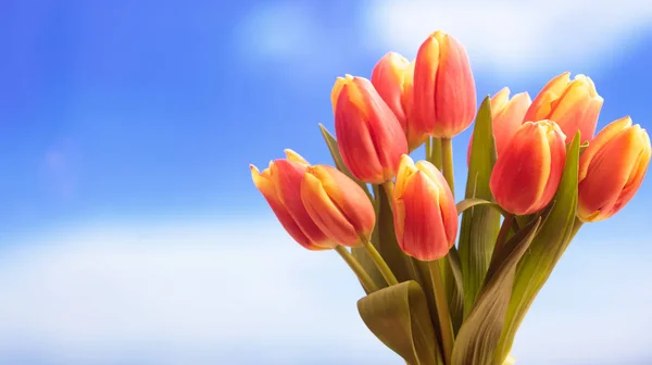 Buquê de tulipas de perto, fundo azul céu, espaço de cópia — Fotografia de Stock