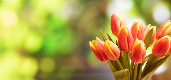 Buquê de tulipas de perto, borrão natureza fundo, espaço de cópia, banner — Fotografia de Stock