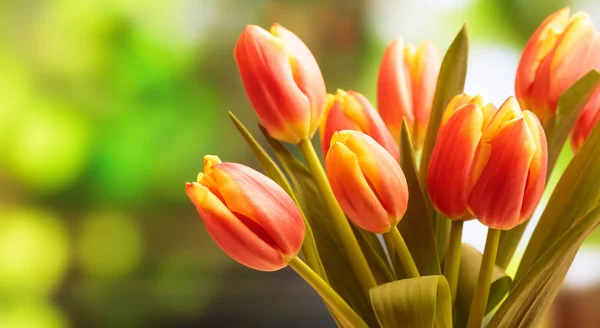 Buquê de tulipas de perto, borrão natureza fundo, espaço de cópia — Fotografia de Stock
