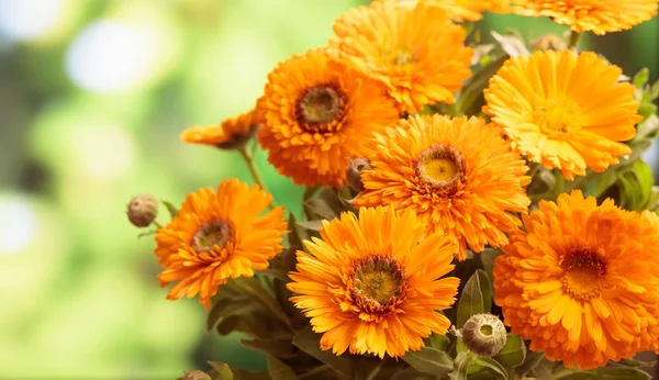 Calendula kytice closeup, rozostření pozadí přírody, kopírovat prostor — Stock fotografie