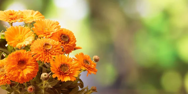 Calendula kytice closeup, rozostření pozadí přírody, kopie prostor, banner — Stock fotografie