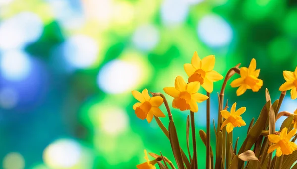 Narcissus bouquet close up, blur nature background, copy space — Stock Photo, Image