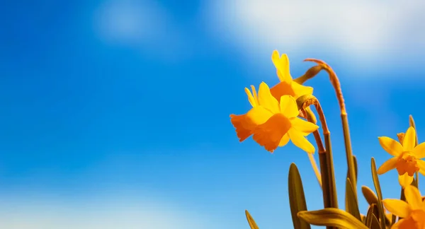 Narcissus bloemen close-up, blauwe hemelachtergrond, kopie ruimte, banner — Stockfoto