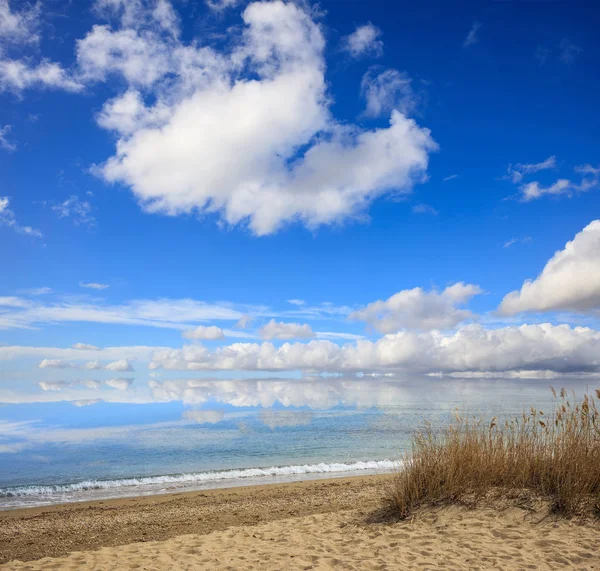 Písečná pláž s reedmi. Modrá obloha a mořské pozadí. — Stock fotografie
