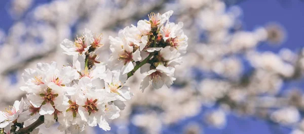 Spring blooming. Pink almond blossoms closeup, blur background, banner