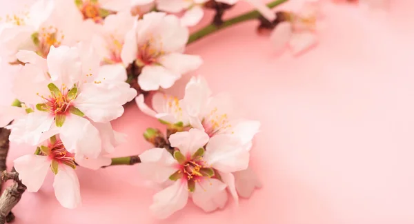 Spring blooming. Almond blossoms on pink background, copy space — Stock Photo, Image