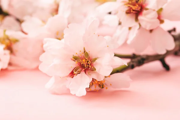 Na jaře kvetoucí. Mandlové květy na růžovém pozadí — Stock fotografie
