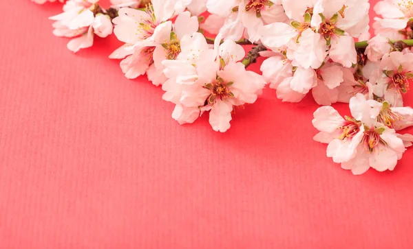 Fioritura primaverile. Fiori di mandorlo su sfondo rosa, banner, spazio di copia — Foto Stock