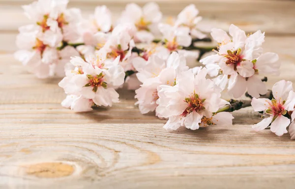 Frühjahrsblüher. Rosafarbene Mandelblüten auf Holzbrettern. Kopierraum — Stockfoto