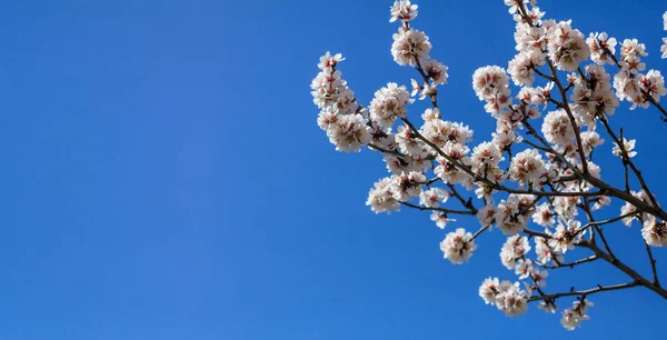 Wiosną kwitnące. Różowe kwiaty migdałowe zbliżenie, niebieskie tło nieba, baner, miejsce — Zdjęcie stockowe