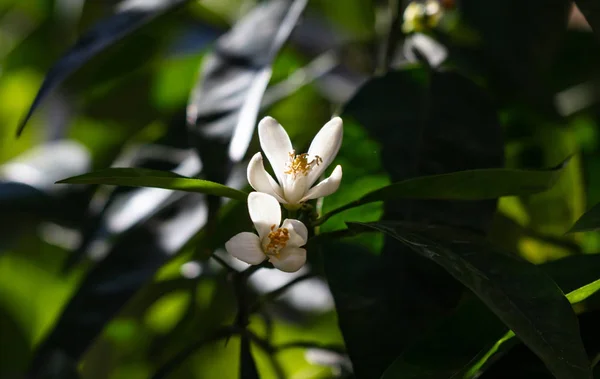 Orangenbaumblüten auf verschwommenem Naturhintergrund — Stockfoto