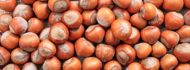 Fındıklar soyulmamış arka plan, yakın görüntü, afiş