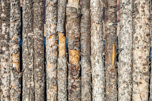 Troncos de árvore textura de fundo. Toros de madeira usados envelhecidos, material de parede de cerca natural — Fotografia de Stock