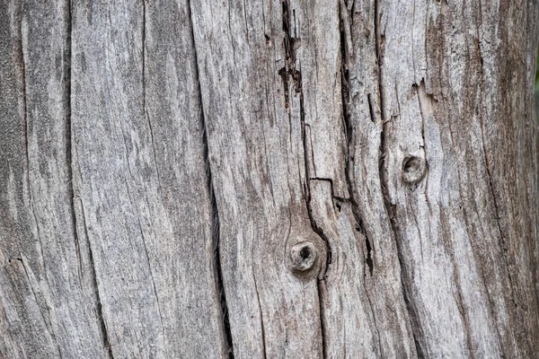 Arbre tronc bois arrière-plan, Vieux tronc de bois de couleur gris altérée — Photo