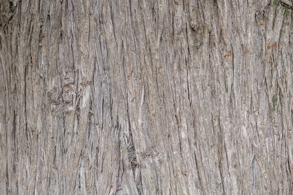 트리 트렁크 나무 배경, 오래 된 풍 화 회색 나무 그 루터 기 — 스톡 사진