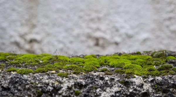 Muschio verde sul pavimento, primo piano muschio, macro. Sfocatura sfondo, spazio di copia , . — Foto Stock