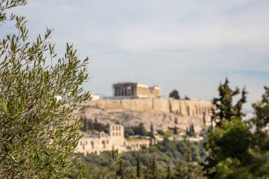 Atina, Yunanistan. Akropolis ve Parthenon tapınağı. Antik Yunan 'ın bulanık manzarası Philopappos Tepesi' nden görülmeye devam ediyor. Zeytin ağacı brunch 'ına odaklan