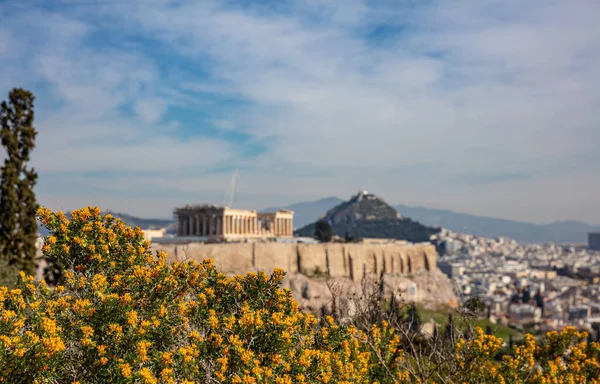 希腊雅典 雅典卫城和帕台农神庙从Philopappos Hill可以看到希腊的模糊景象 开着花的灌木 开着黄色的花 冬天阳光明媚 — 图库照片