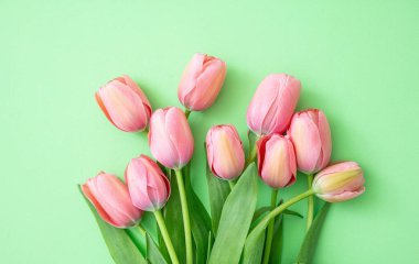 İlkbahar, Paskalya. Yeşil arka planda pembe laleler, üst manzara. Kadınlar günü ya da anneler günü tebrik kartı şablonu