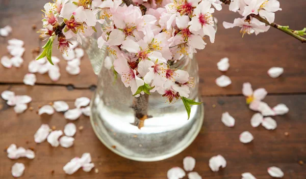 Almond Tree Twig Blooming Blossoms Fresh Green Leaves Close View — Stock Photo, Image