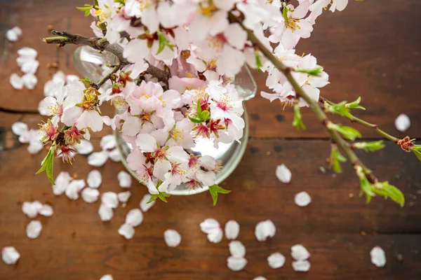 Almond Tree Twig Blossoming Flowers Fresh Green Leaves Close View — Stock Photo, Image