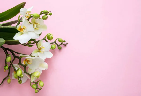 Primavera Pasqua Fiori Orchidea Colore Bianco Sfondo Rosa Vista Dall — Foto Stock